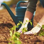 gardeningfram