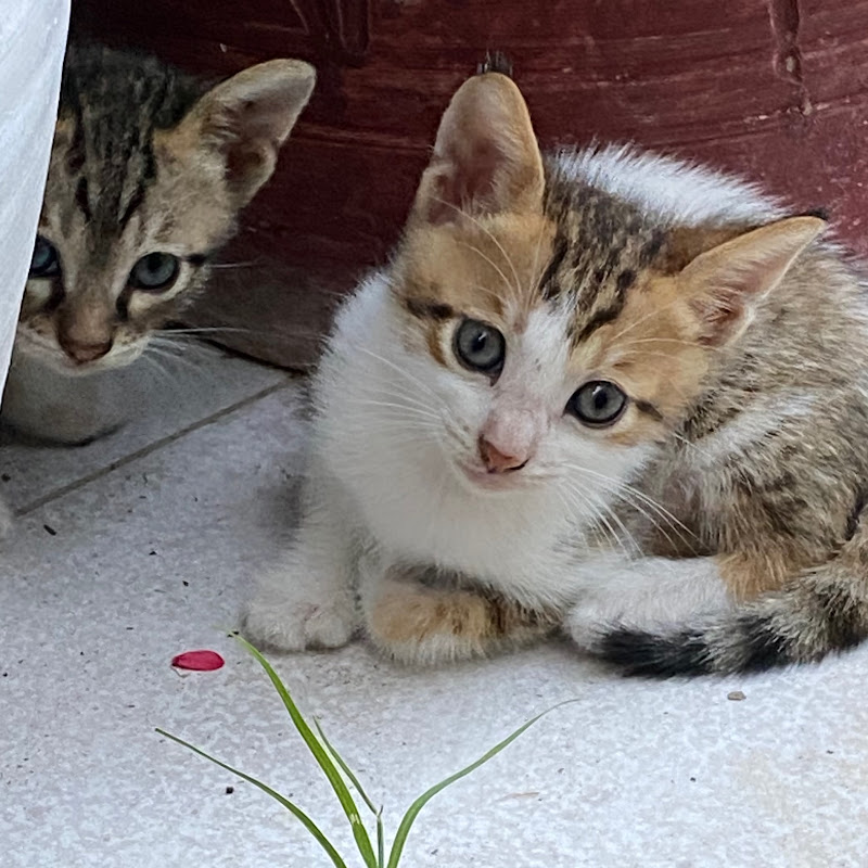 Cutie Cats