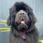 Tedthenewfoundland&Co