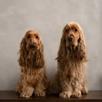 Hugo + Honey + Renée Rutherford
