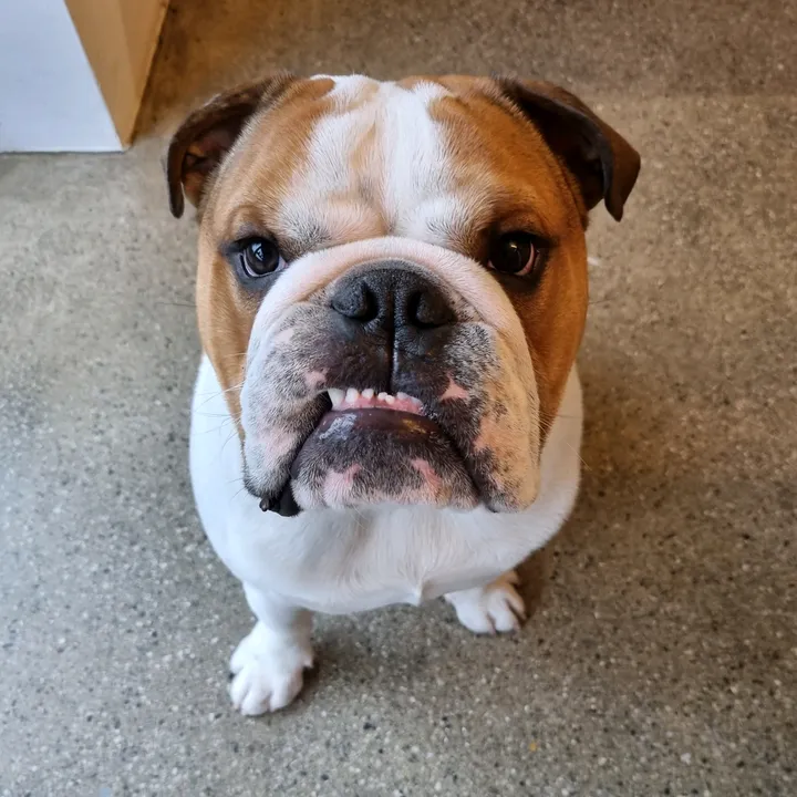 Norbert the bulldog
