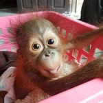 Orangutan Outreach