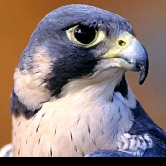 MANU_der_🦅FALKE🦅