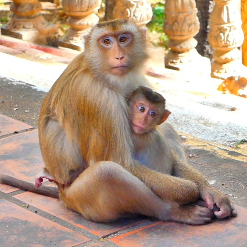 News animal post