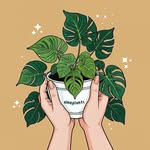 Áine’s Plant Journal ☀️🪴