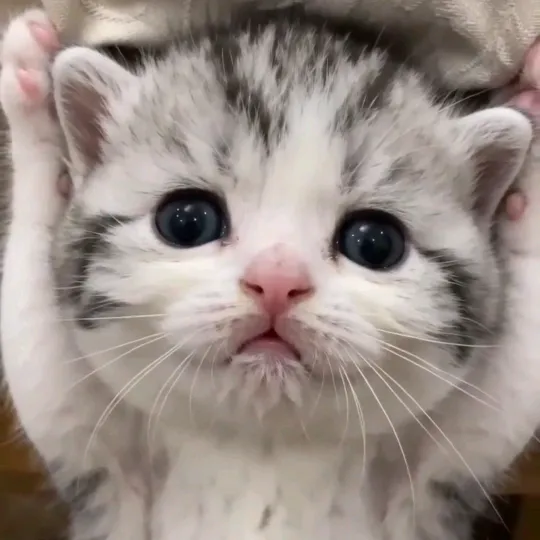 요기오때