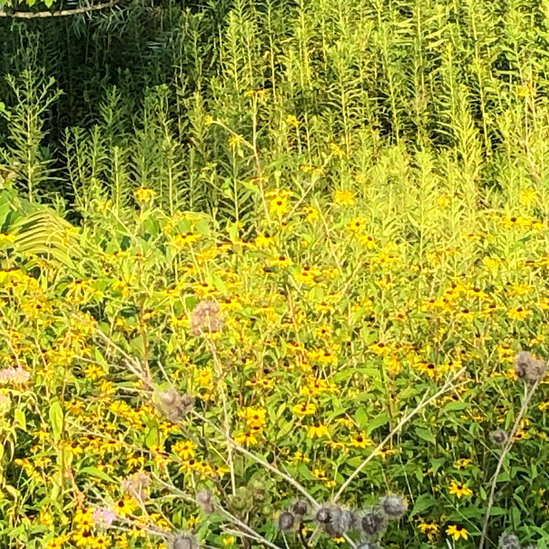 Dew in the City Vlogs