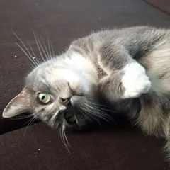 Raven Hawthorne 🇨🇦