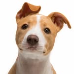 𝐌𝐄𝐂𝐇𝐈𝐍 𝐏𝐄𝐓𝐒𝐇𝐎𝐏 (𝐏𝐔𝐒𝐀𝐓)