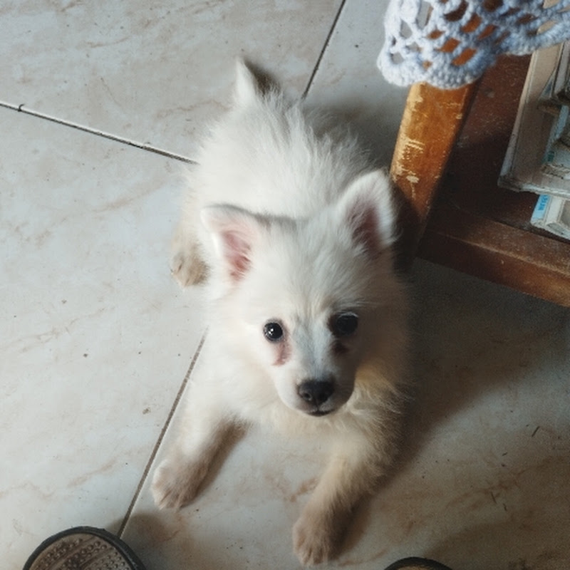 #Cats and #Dogs videos