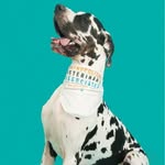 Metropolitan Veterinary Assoc.
