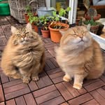 Mies & Moof