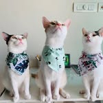 Miffy ,Tutu, Gogo & Luna