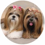 Nina Gaia e Theo l Shih tzu l Pet influencer l UGC creator