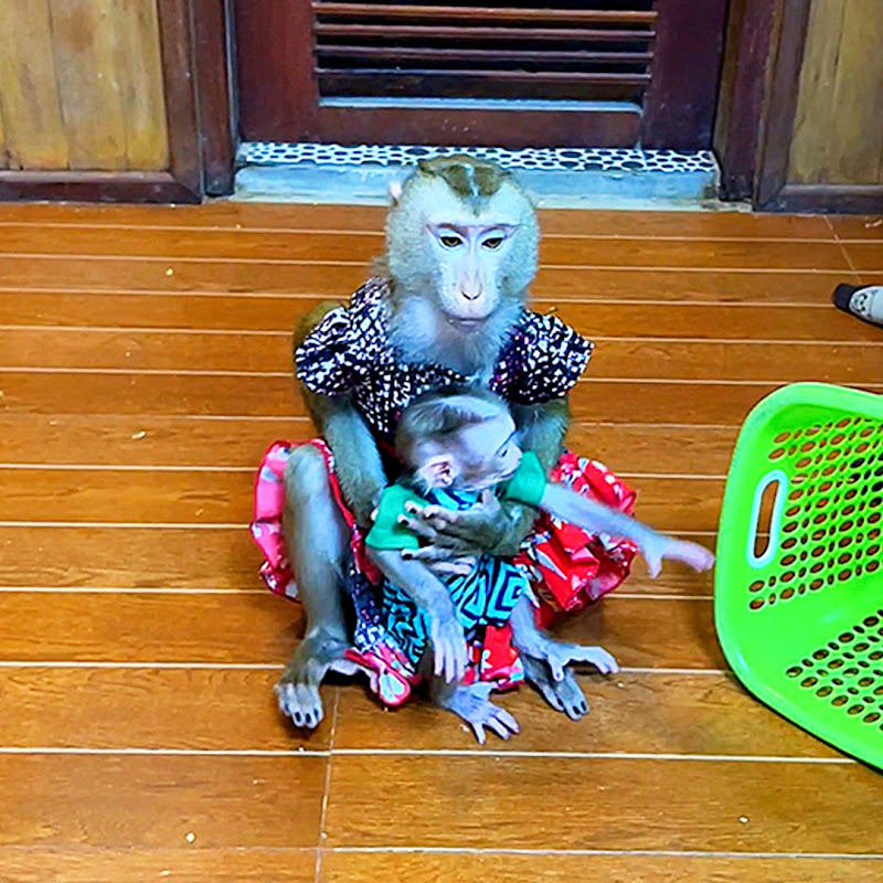 Monkey Judy Official