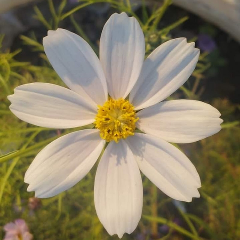SA Home Garden 