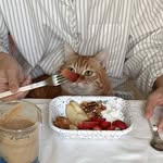 gyuri⌇home creator⌇4 cats 𓍊𓄽green home ⌇cozy living𓍲styling