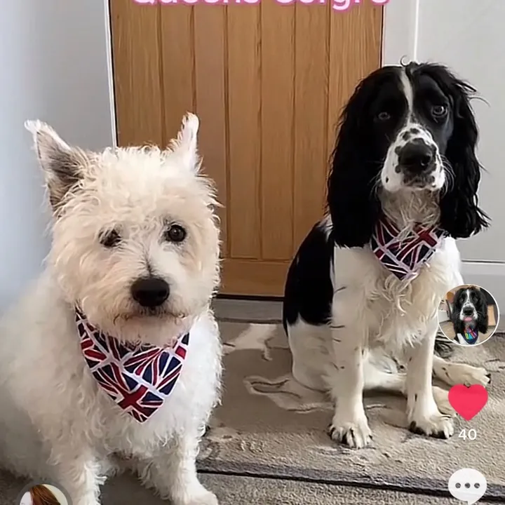 🐶 Radley & Wellington 🐾