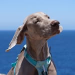 ITZA | Weimaraner