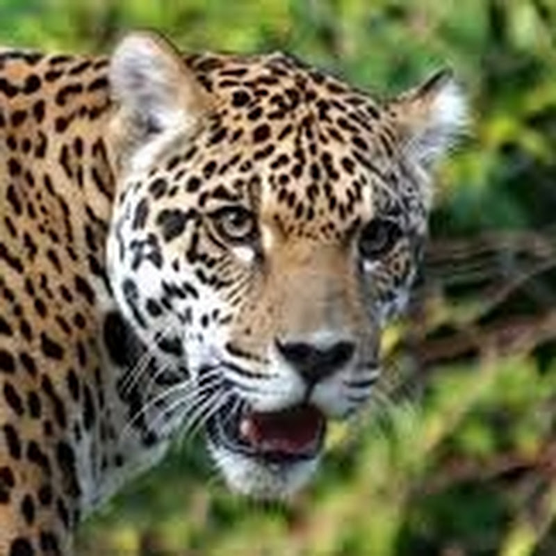 Animal us