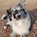 Hi! My name is Jake🐾