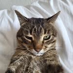 Noel >^..^< funny cat