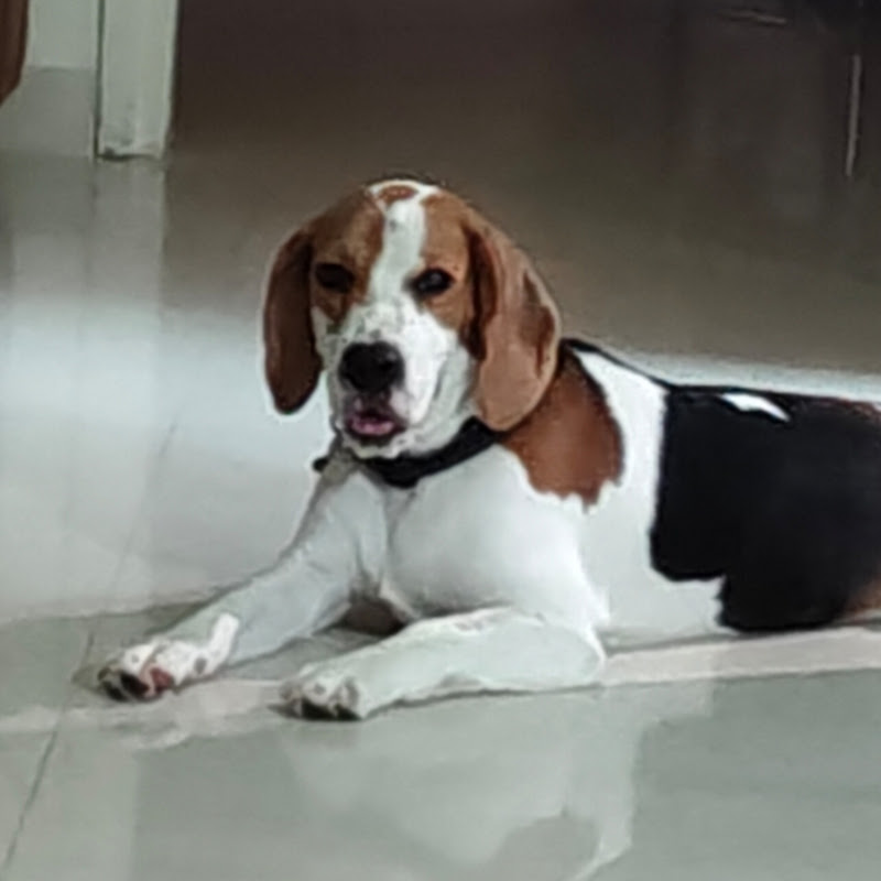 Berlin The Beagle