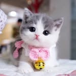 Cute Cats In Home