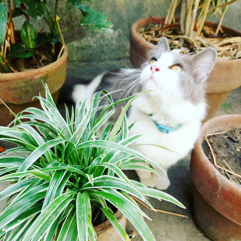 POGI MEOW TV