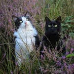 Mister Milo and Miss Lola