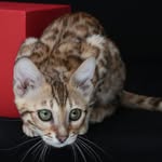 Benamour Cattery