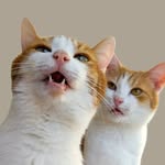 Cheddar & Gouda | Serki