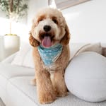 ♡ Ollie en Chantal ♡