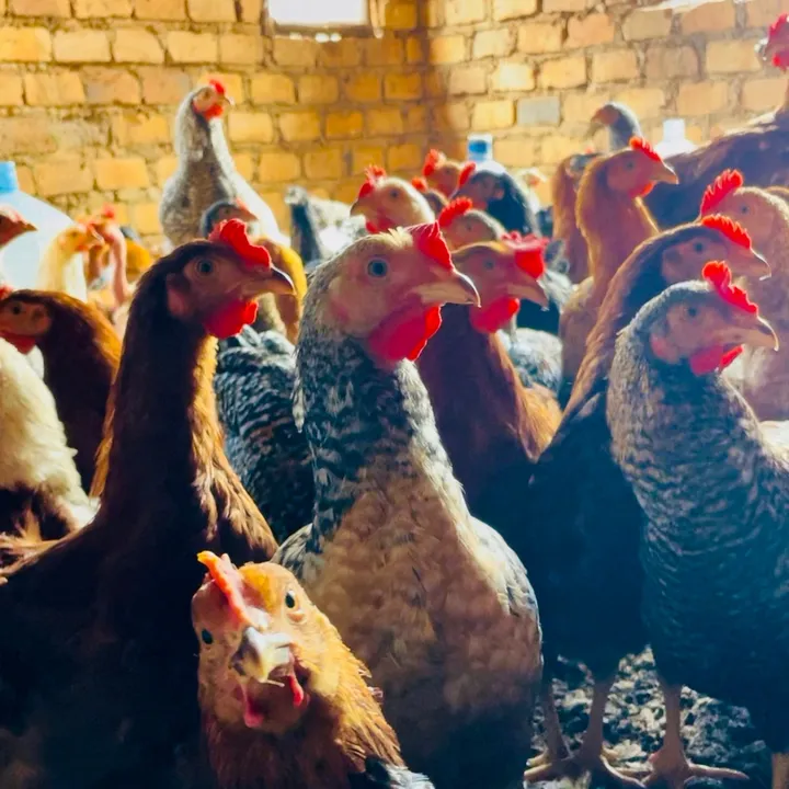 farmfun
