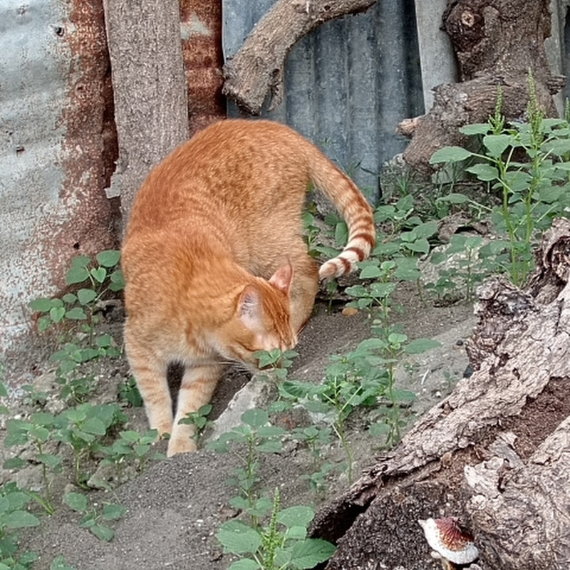 Boqui tv pasion por los deportes 