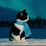 ⠀⠀zdezortodonto zdezortodorant/Casaeullo🐢