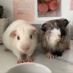 ᴍɪɴᴏʟᴛᴀ ツ