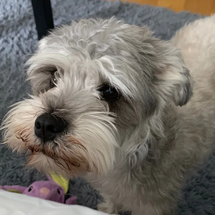 petpet18456421
