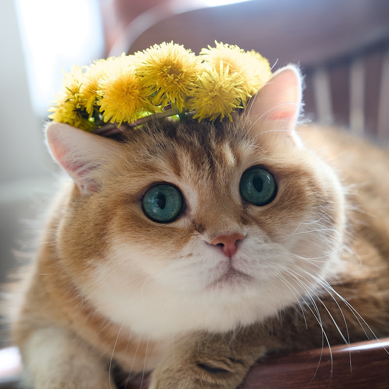 Meowgic Moments