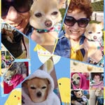 sammys chihuahuas