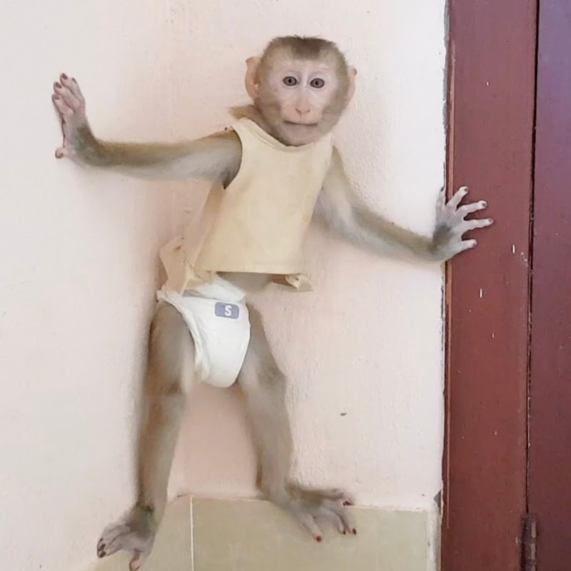 Mr. BaBoo
