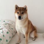 shibainu