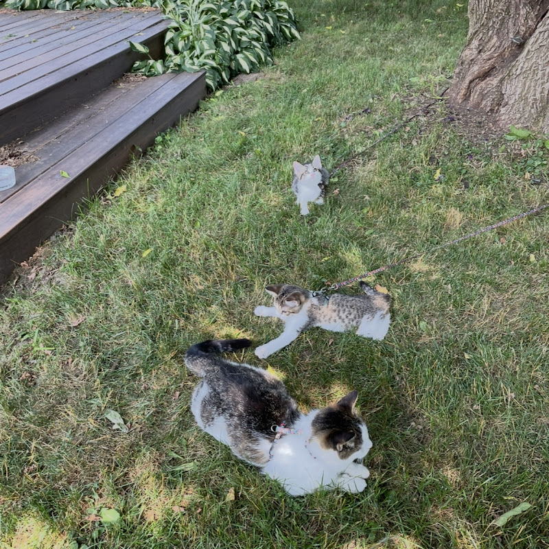 Catscatscats