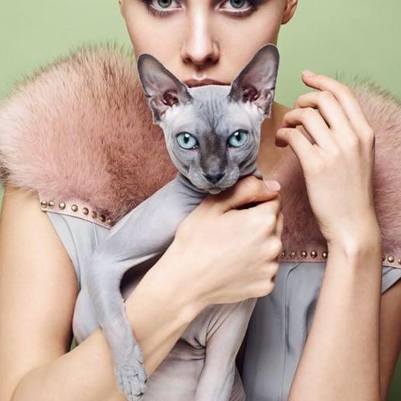 Felisa Pisici Sphynx Romania