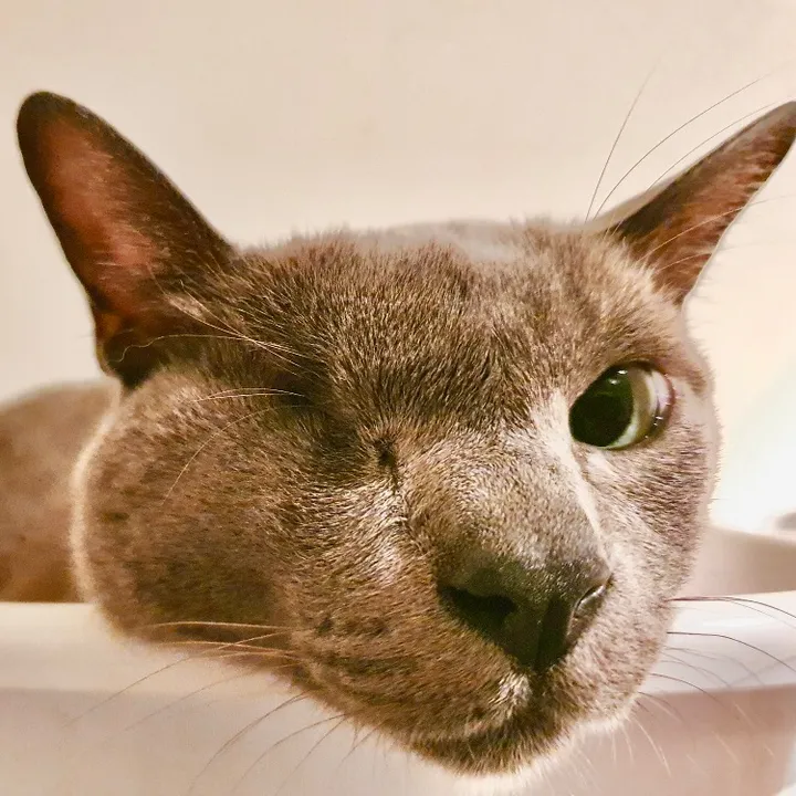 Sorbet the One-eyed Cat