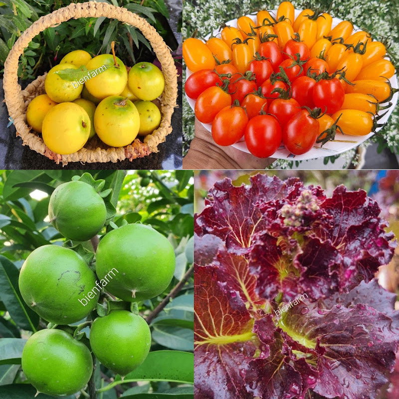Chuyện Ở Vườn
