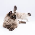 Lucy & Calou.    Content creator 🇳🇱