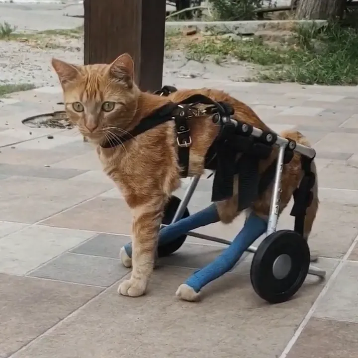 Alemão, um gatinho paralítico.