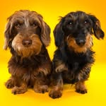 Truus & Nelly || Wirehaired dachshunds