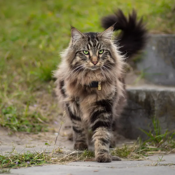 Gimli van Håpercatz